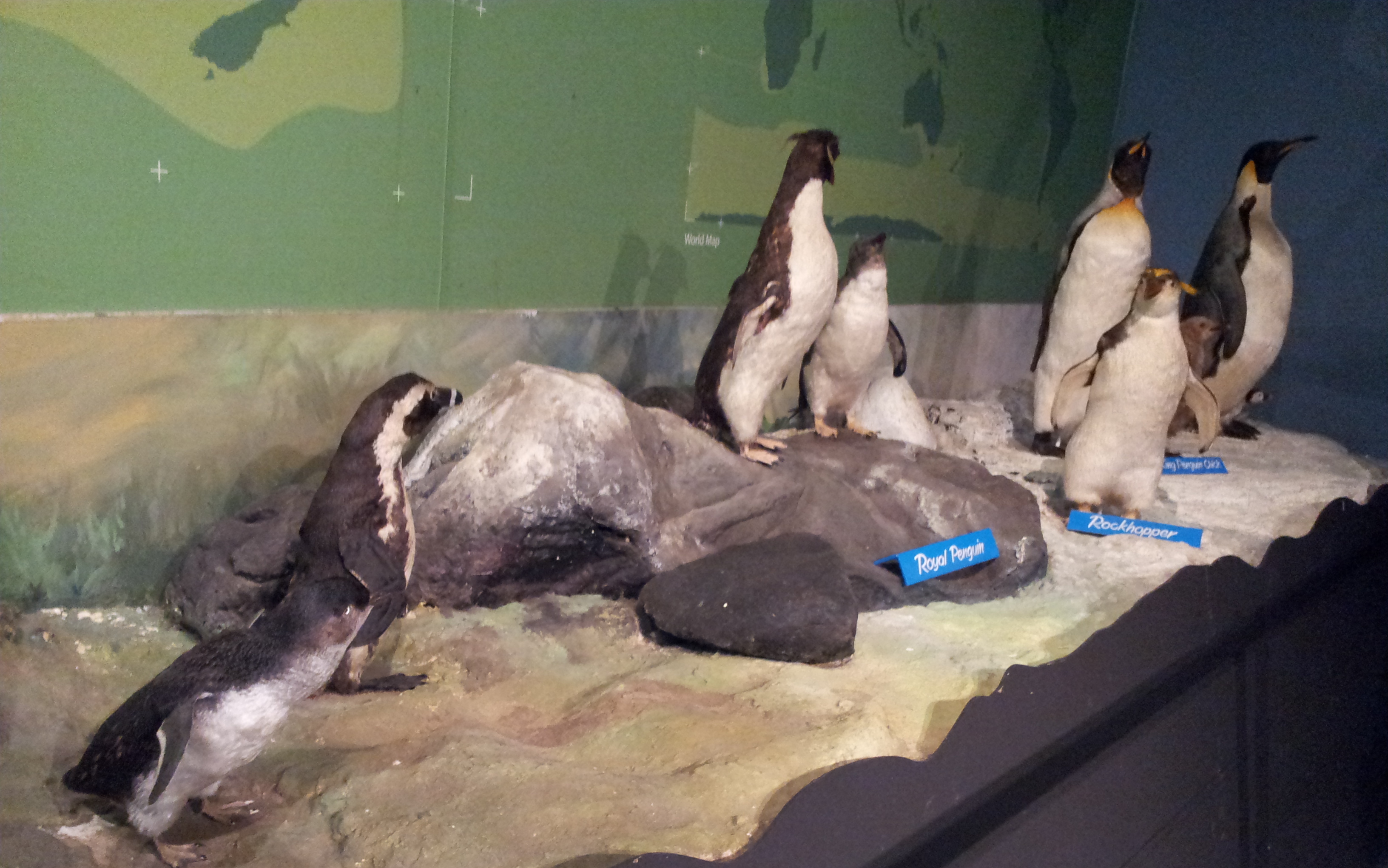 Australia penguins