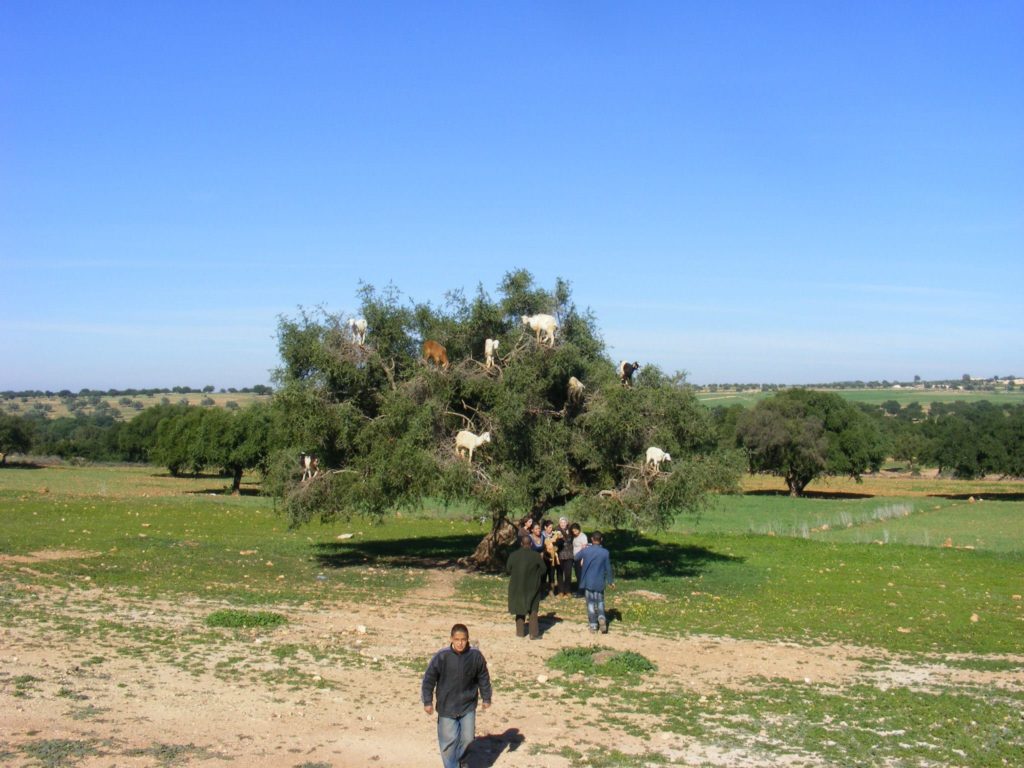 Tree-climbing goats