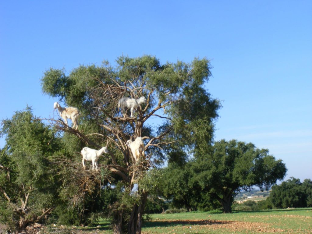 Tree-climbing goats