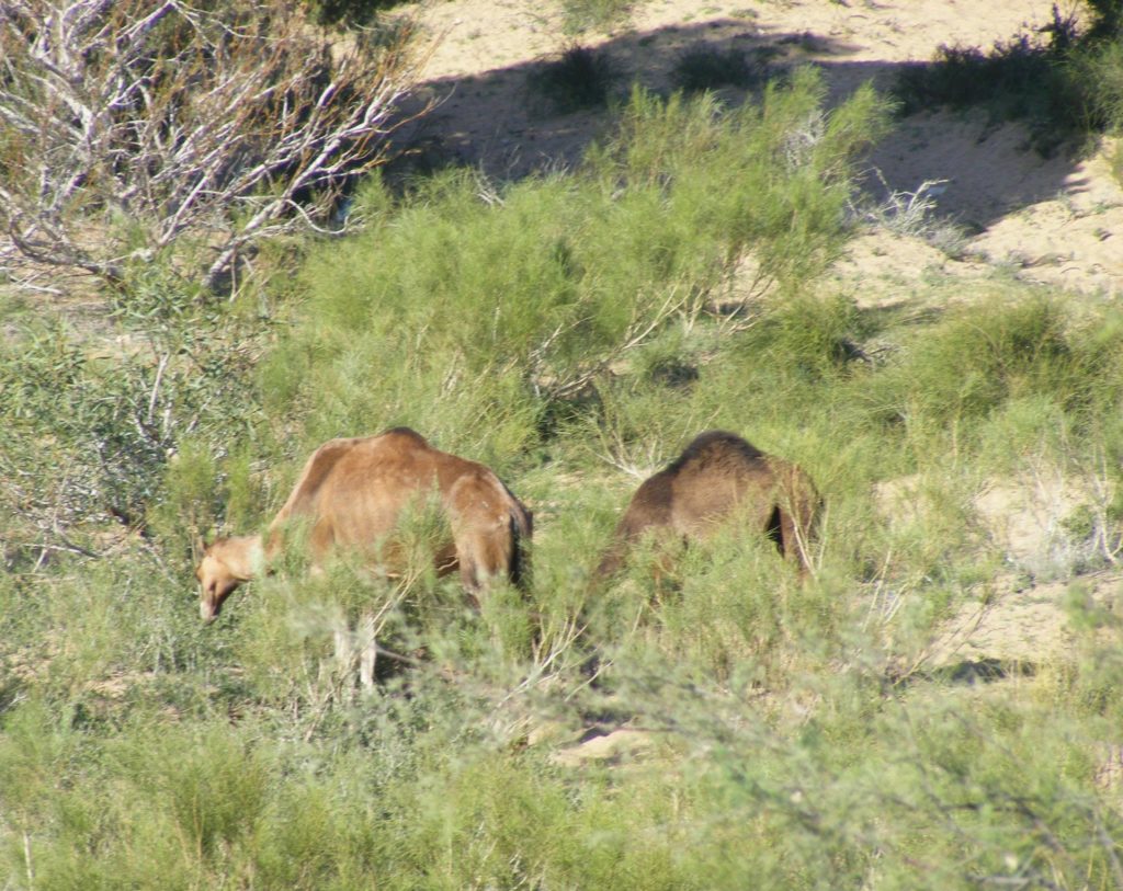 Wild camels in the Moroccan countryside.