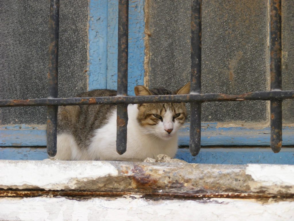 cats inside the Essaouira Medina.