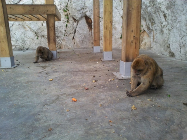 Barbary Macaques