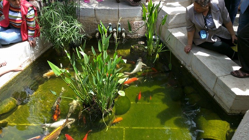 The fishpond in the courtyard of the Church of Loaves and Fishes.