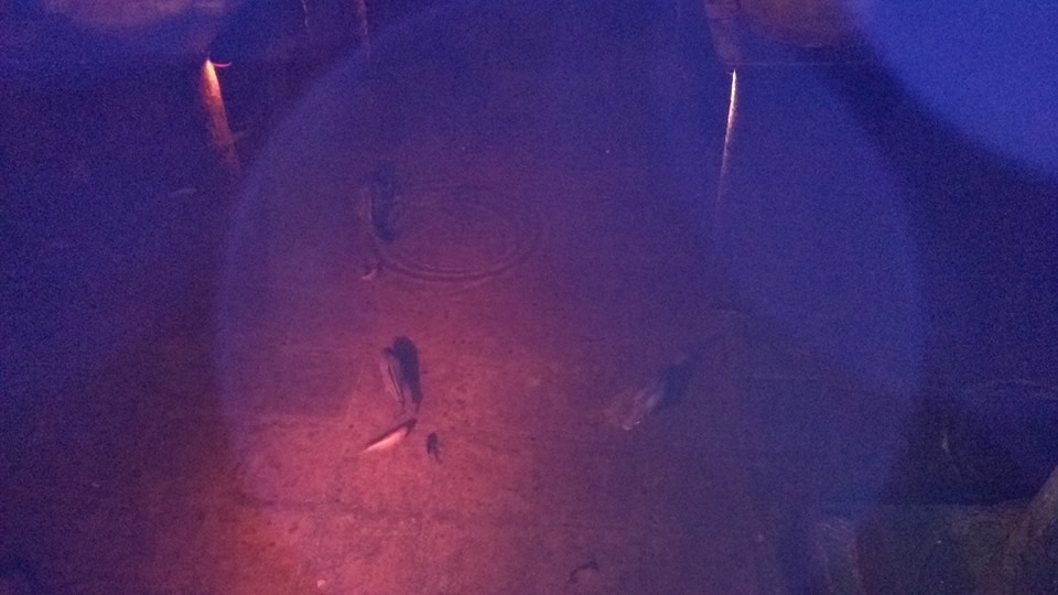 Fish inside the Basilica Cistern