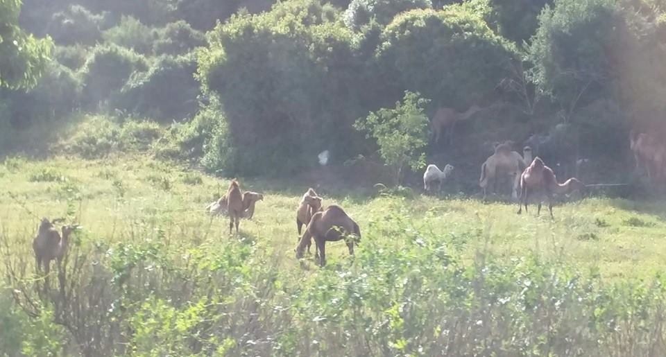 Camels of Galilee.