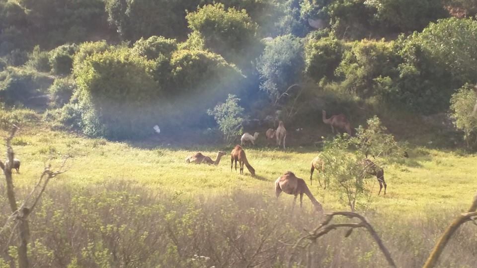 Camels of Galilee.