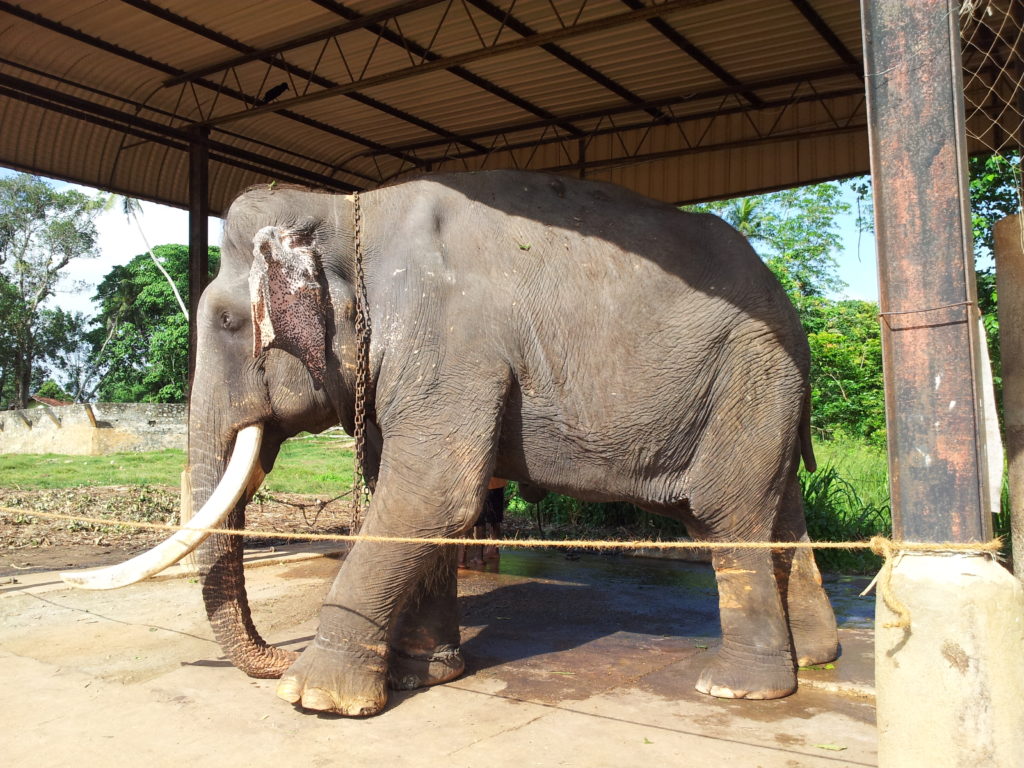 Tusker the blind Elephant