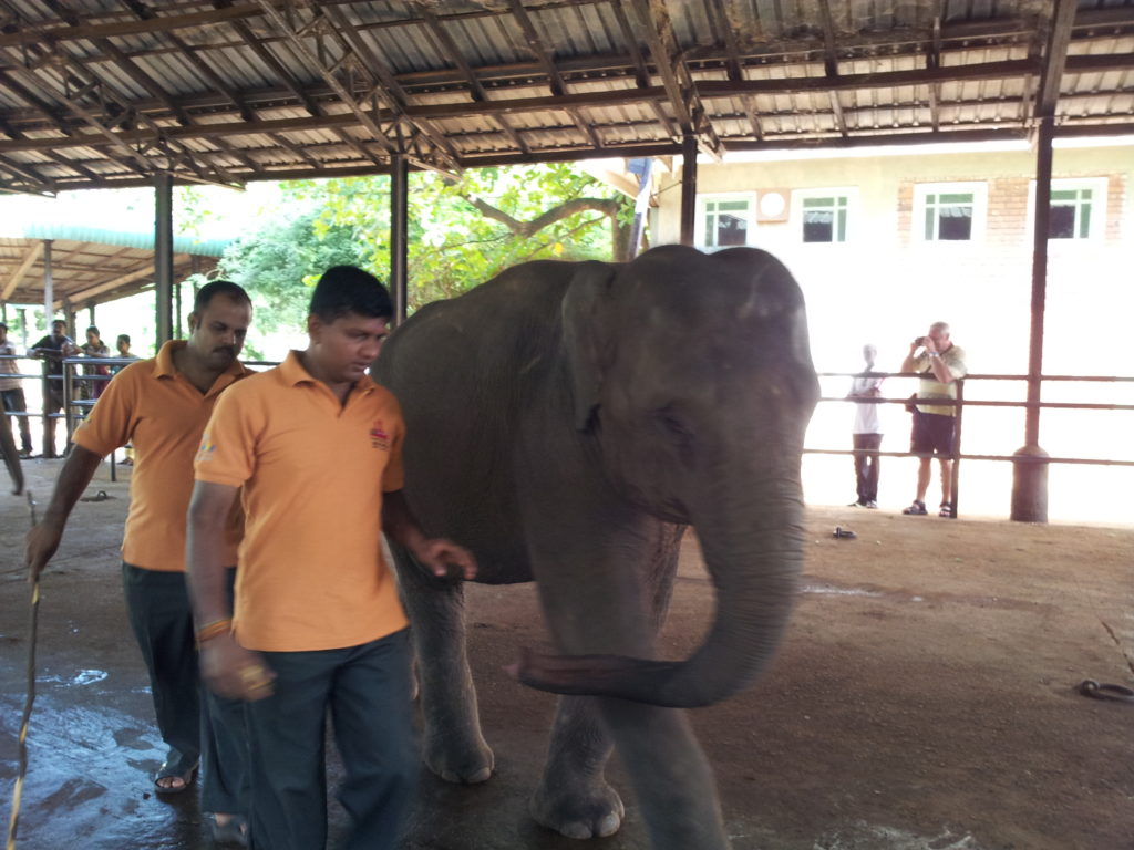 Pinnawala Elephant Sanctuary