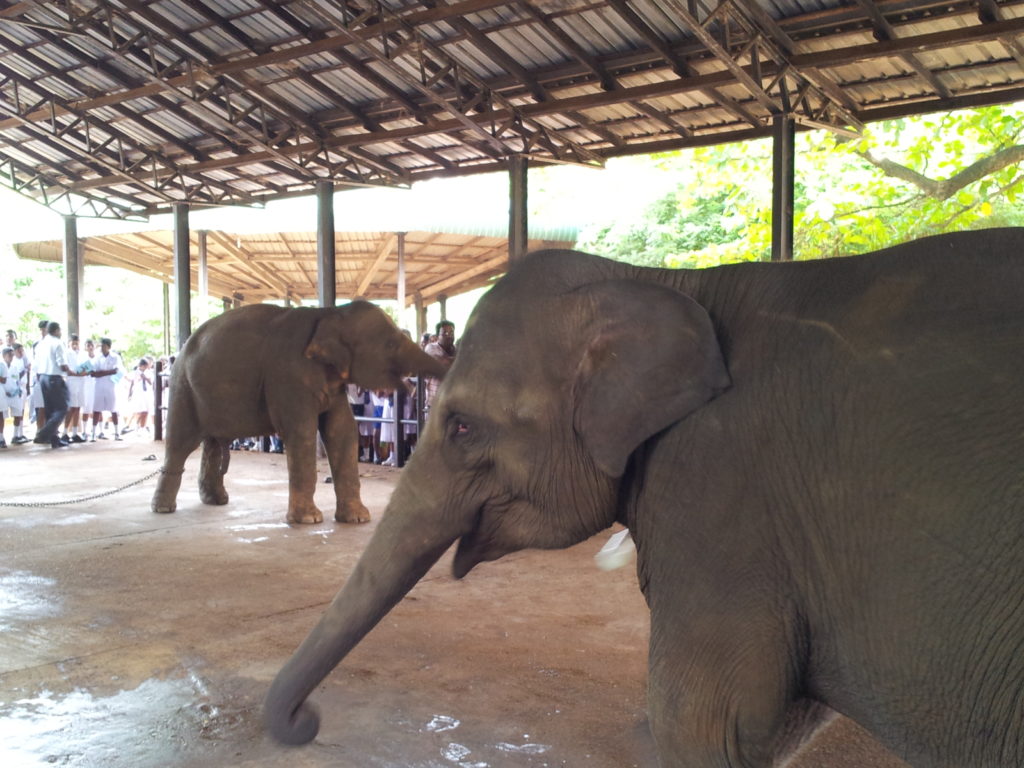 Pinnawala Elephant Sanctuary