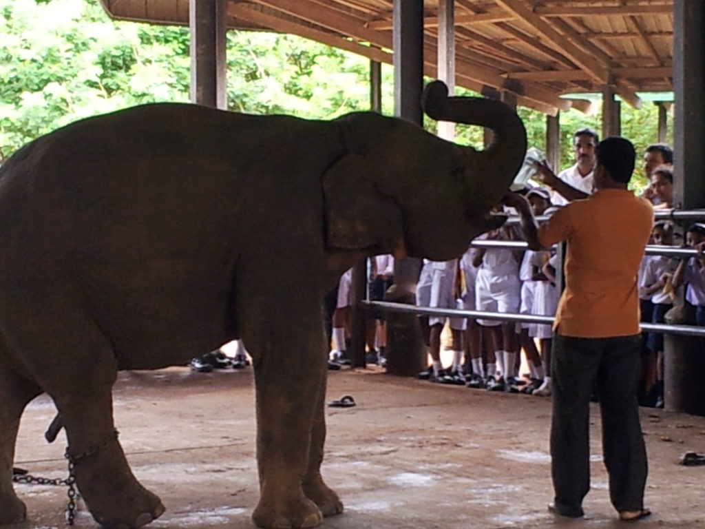 Pinnawala Elephant Sanctuary