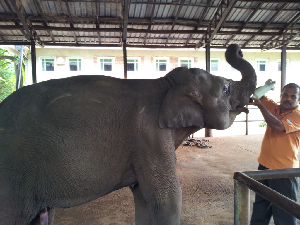 Pinnawala Elephant Sanctuary