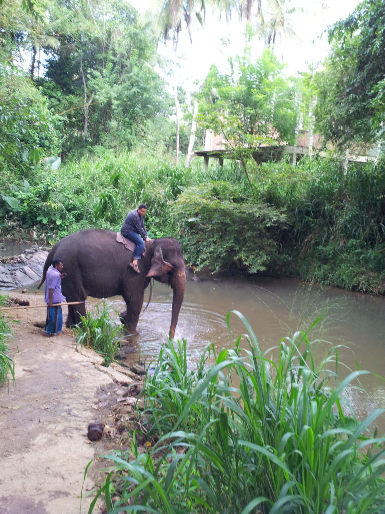 Elephant ride, Pinnawala