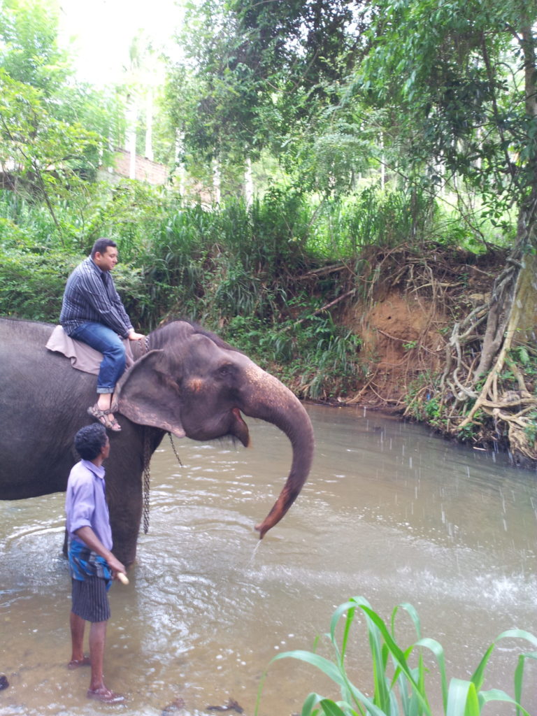 Elephant ride, Pinnawala