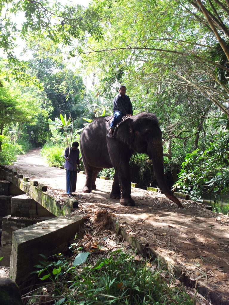 Elephant ride, Pinnawala