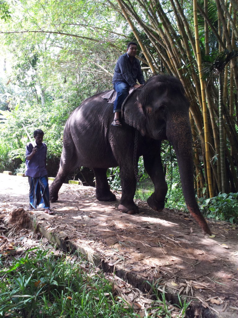 Elephant ride, Pinnawala