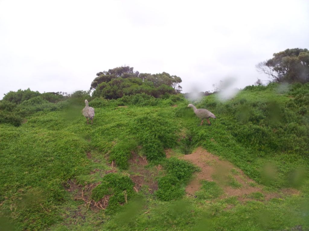 Phillip Island Nature Park