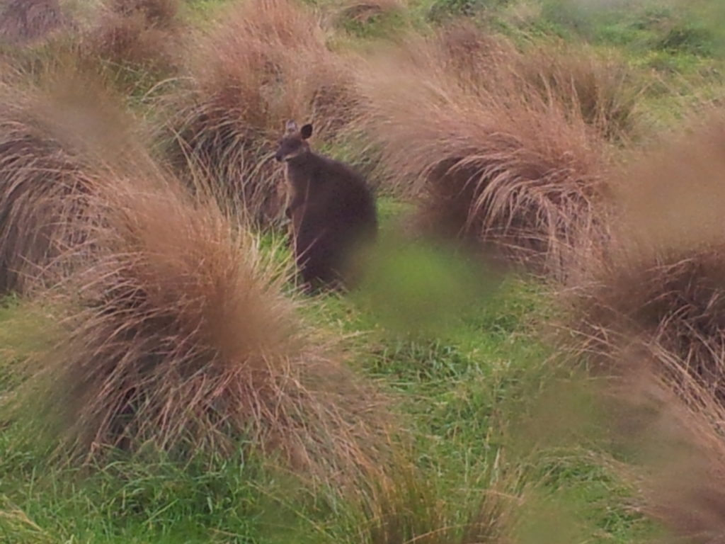 Phillip Island Nature Park.