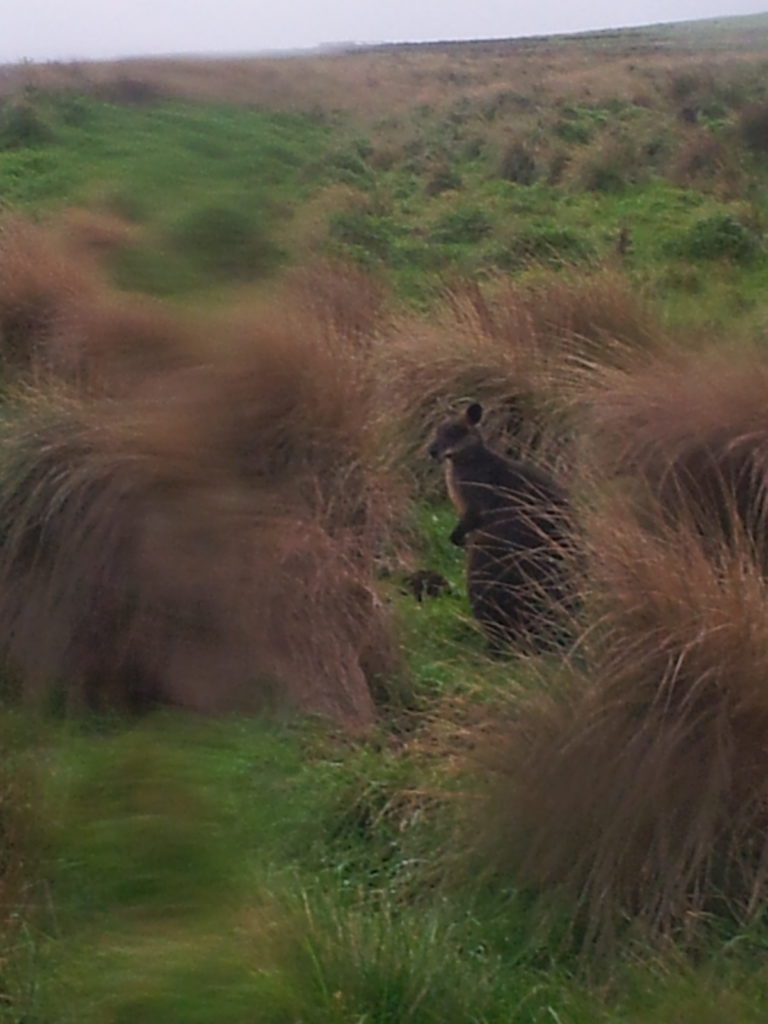 Phillip Island Nature Park.