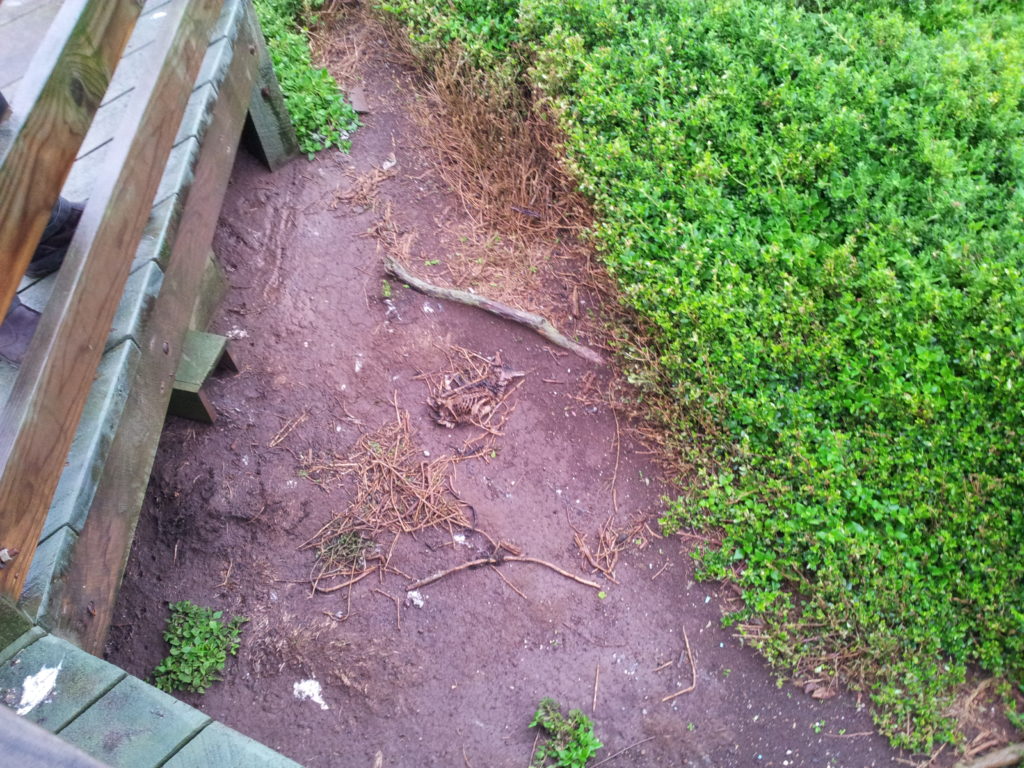 Phillip Island Nature Park.