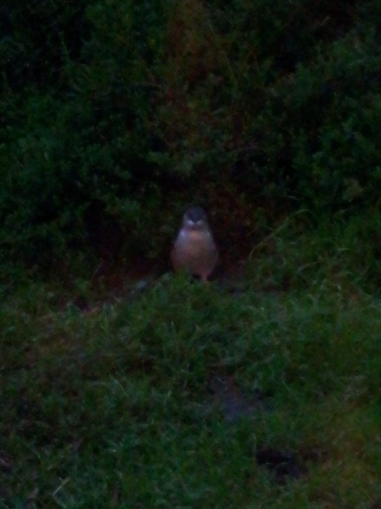 Phillip Island Nature Park.