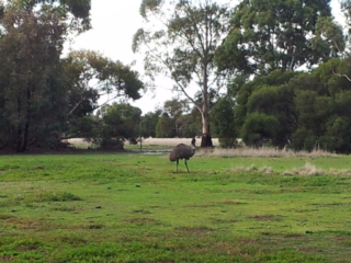 Emu at Serendip Sanctuary.