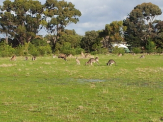 Kangaroos at Serendip Sanctuary.