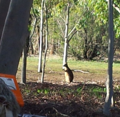 Red Kangaroo at Serendip Sanctuary.