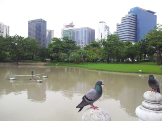 Benjasiri Park, Bangkok
