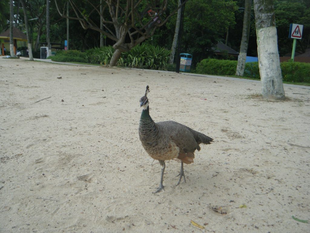 Palawan beach, Sentosa Island, Singapore