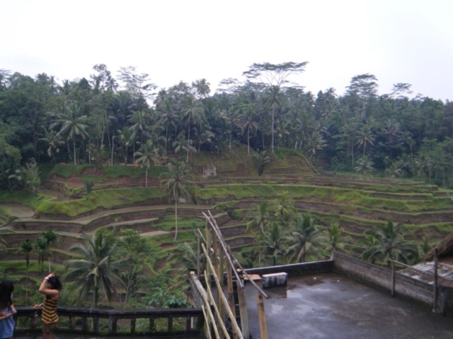 rice plantation, Bali