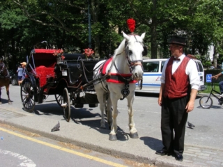 Central Park in summertime