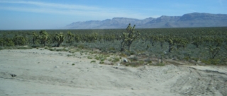 A Joshua Tree Forest.