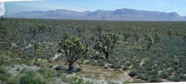 A Joshua Tree Forest.