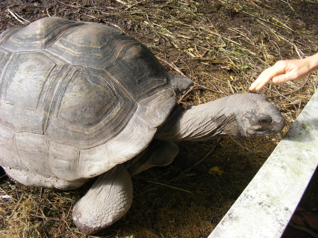 Aldabra giant tortoise