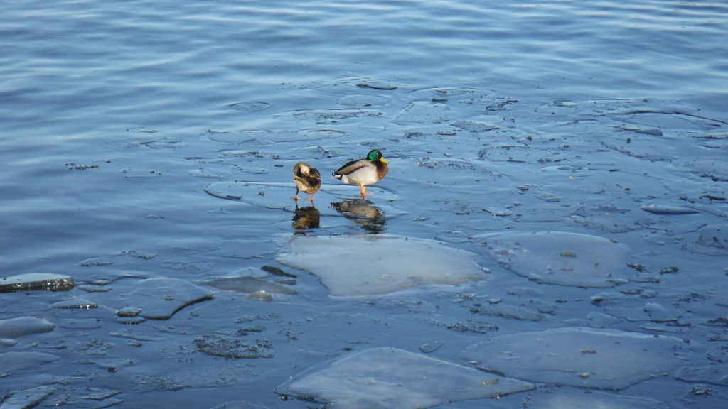 Birdlife on Lake Mälaren