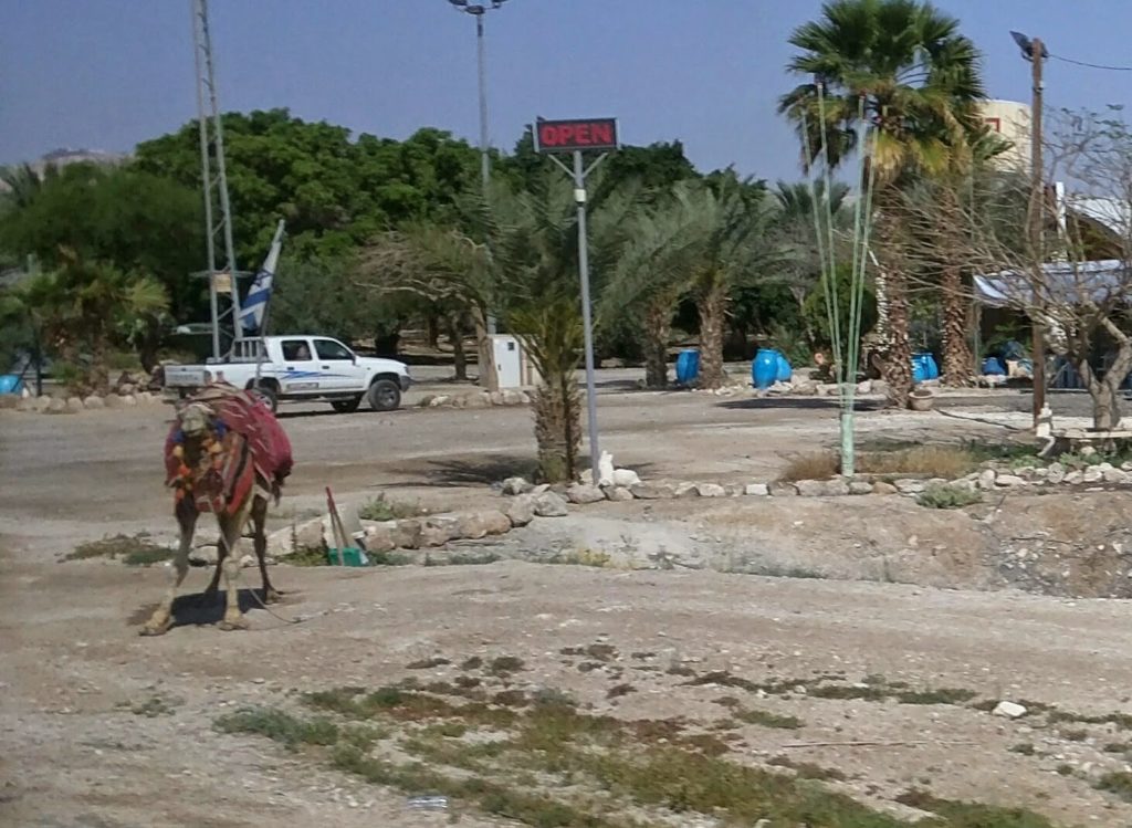 Palestinian camels