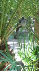 Birdlife inside Jardin Majorelle.