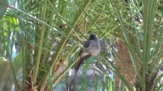 Birdlife inside Jardin Majorelle.