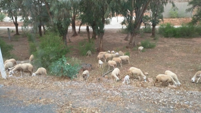 Wild mountain goats outside Casablanca