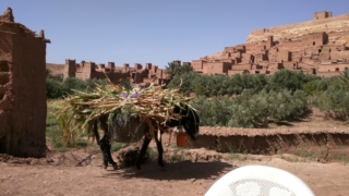 Donkey transport outside Aït Benhaddou.