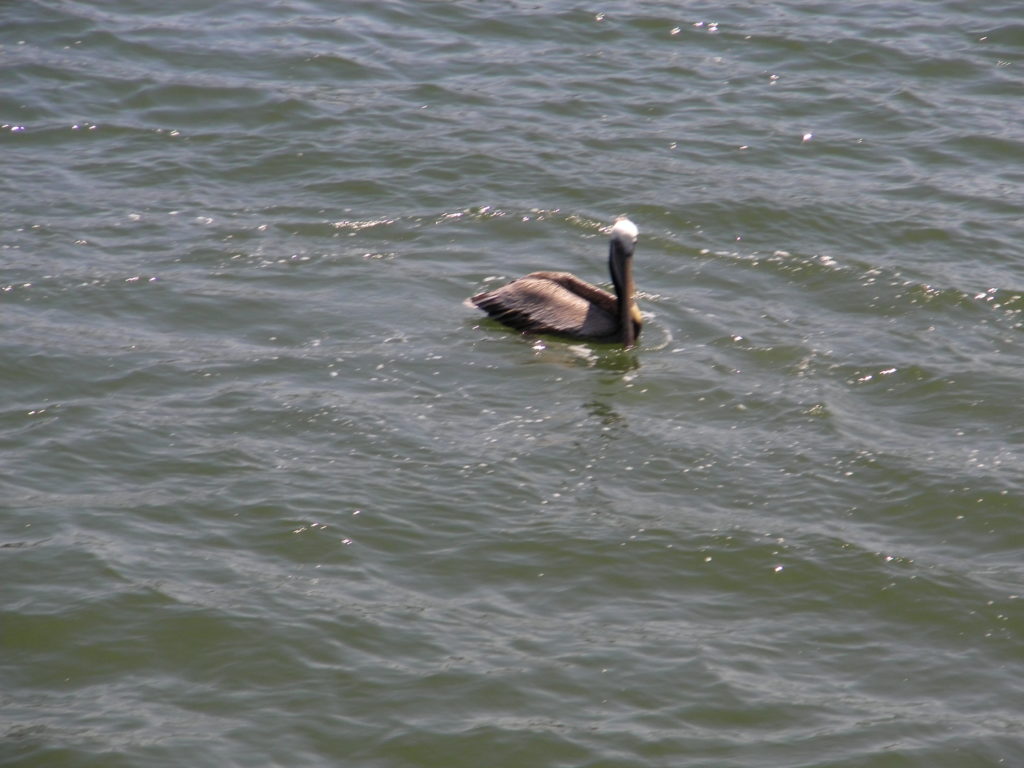 Wildlife at Long Beach, California.