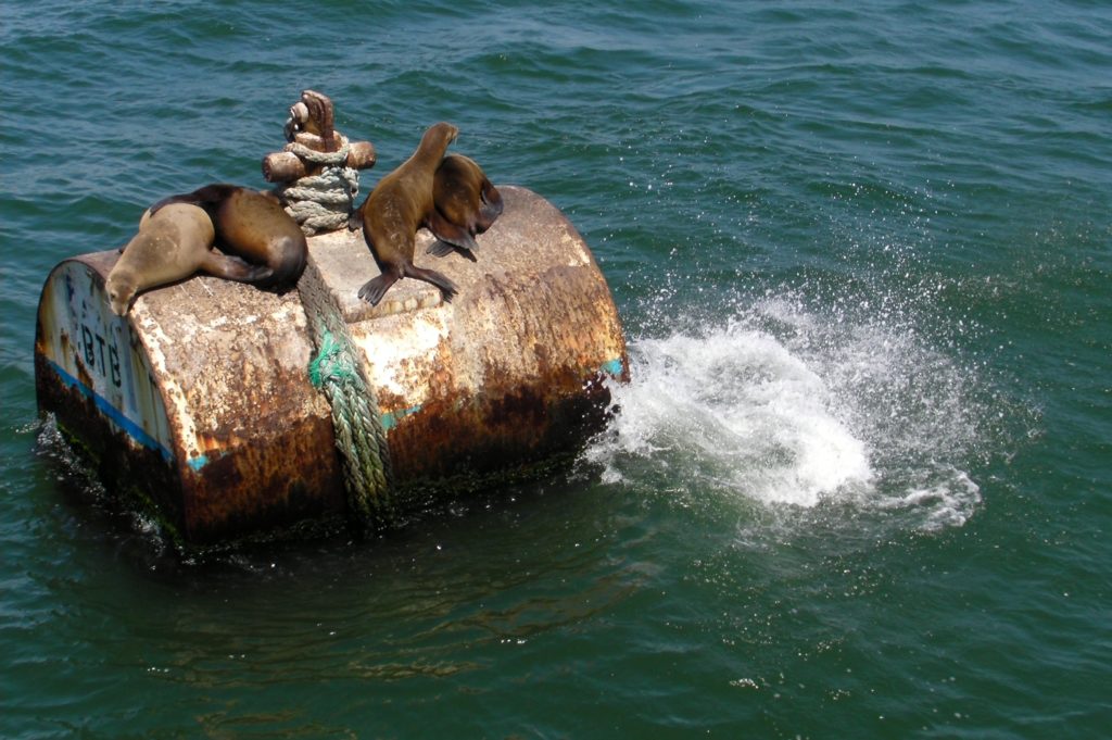 Sea lions, Long Beach, California.