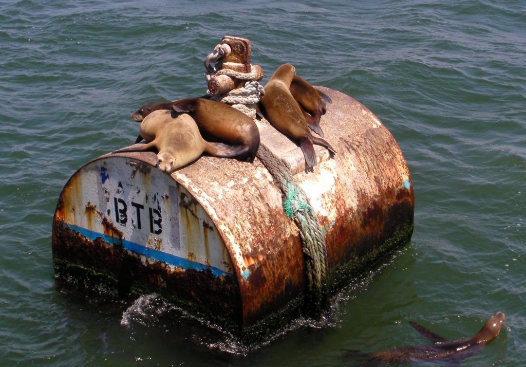 Sea lions, Long Beach, California.