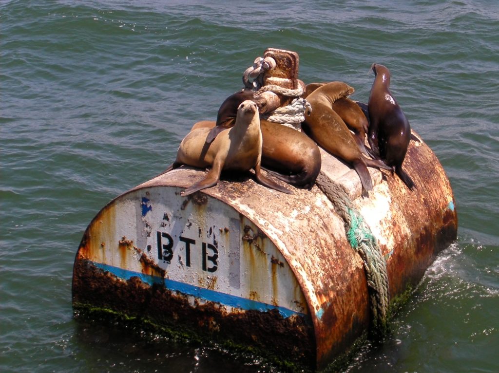 Sea lions, Long Beach, California.