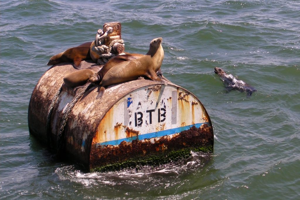 Sea lions, Long Beach, California.
