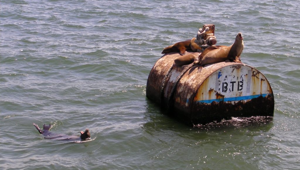 Sea lions, Long Beach, California.