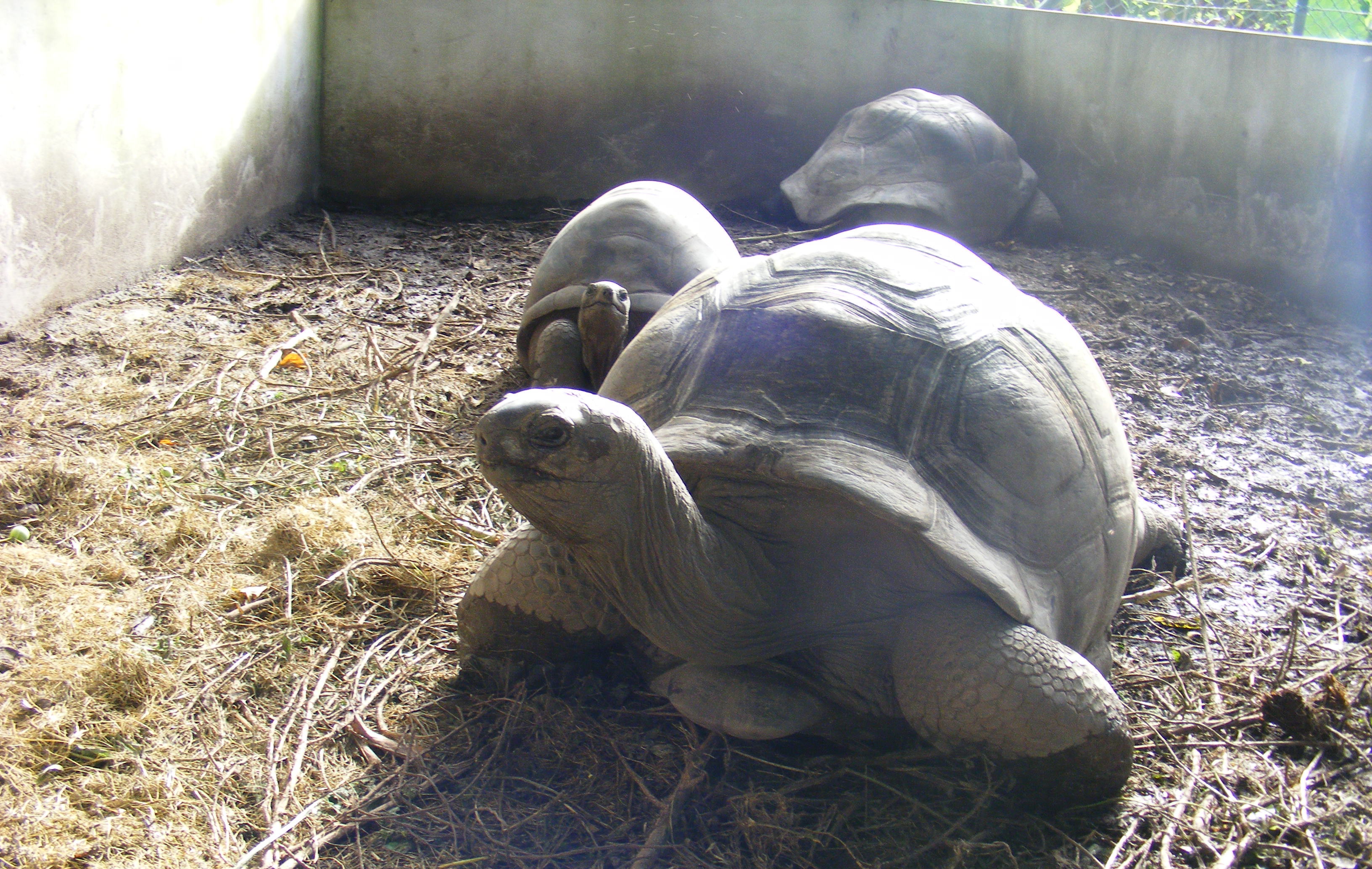 Seychelles turtles
