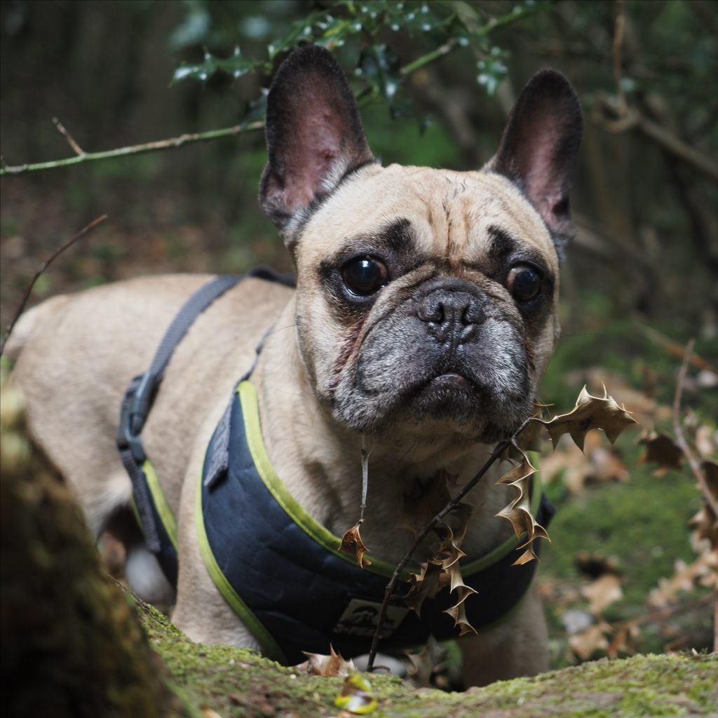 Pug dog exploring Sutton Park.