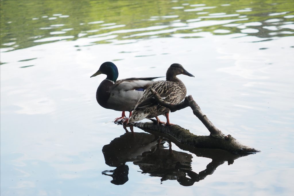 Ducks on Blackroot Pool. (Sutton Park.)