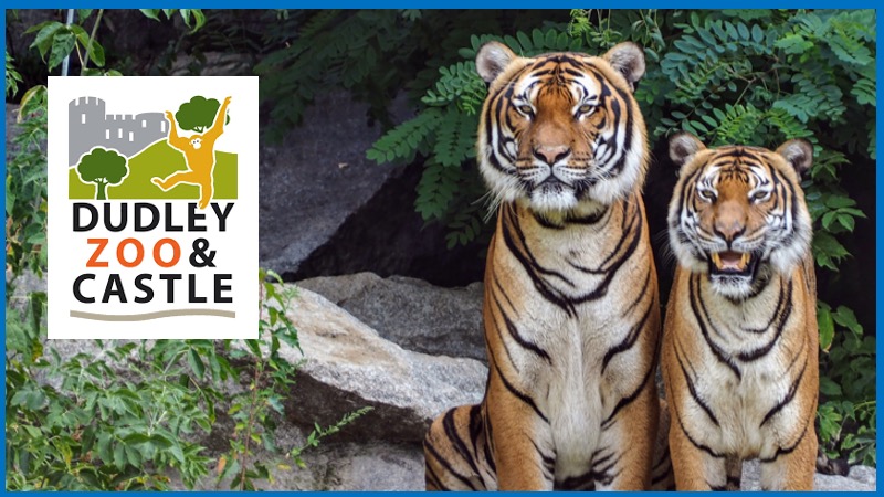 Two tigers in the wild next to the logo for Dudley Zoo and Castle